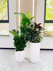 久恒集团-海曙植物租赁方案